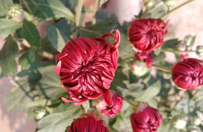 Close-up of red flowers blooming outdoors