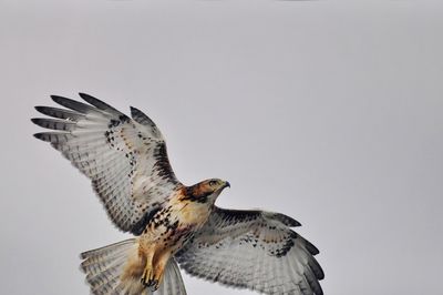 Low angle view of hawk flying against clear sky