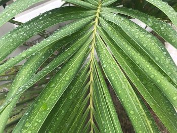 Full frame shot of wet leaf