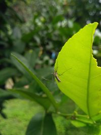 Close-up of insect on plant