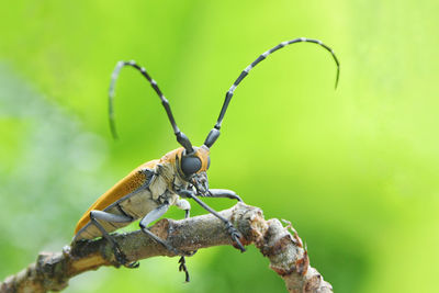 Close-up of insect