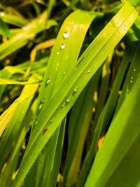 Close-up of wet plant