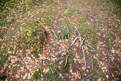 High angle view of dry leaves on field