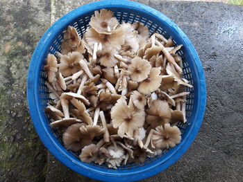 High angle view of mushrooms in bowl