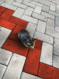 High angle view of lizard on sidewalk