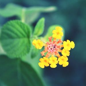 Close-up of yellow flower