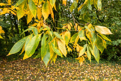 Close-up of yellow flowering plant leaves on field