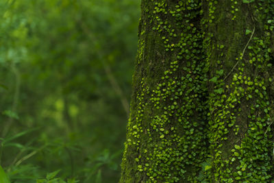 Close-up of moss growing on tree trunk