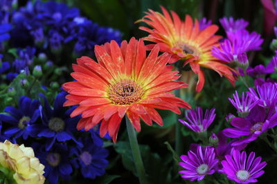 Close-up of fresh purple flowers in park