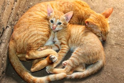 Cats lying in the ground