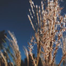 Close-up of plant