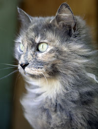 Close up of a grey cat