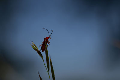 Close-up of insect on plant