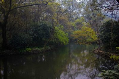 Scenic view of lake in forest