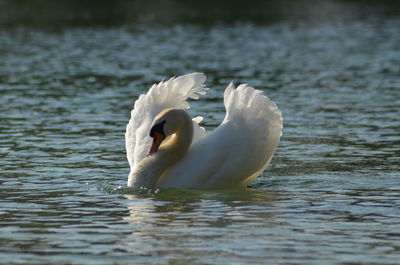 Close-up of swan swimming in lake