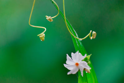 Close-up of white flowering plant