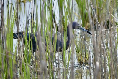 View of bird on grass