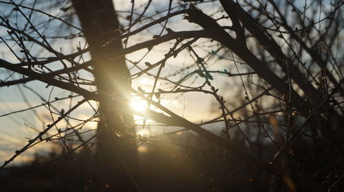 Sunlight streaming through bare tree