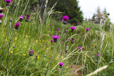 Close-up of pink flowering plants on field