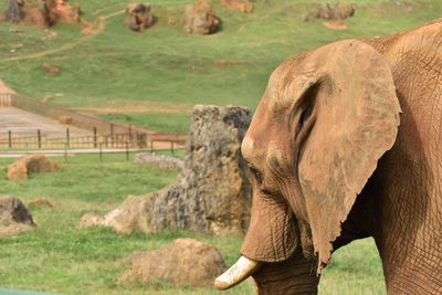 Elephant standing in a field