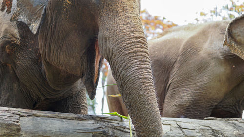 Close up of an elephant in elephant care sanctuary, mae tang, chiang mai province, thailand.