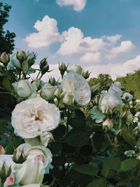 Close-up of white flowering plants against sky