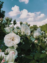 Close-up of white flowering plants against sky