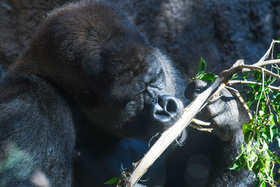 Close-up of a monkey