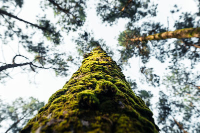 Low angle view of moss covered tree against sky