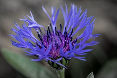 Close-up of purple flower