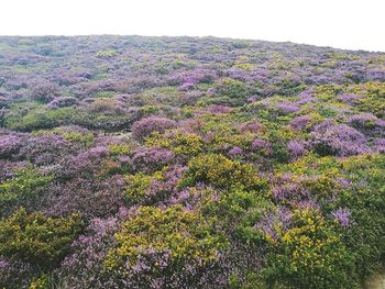 Purple flowers growing in field