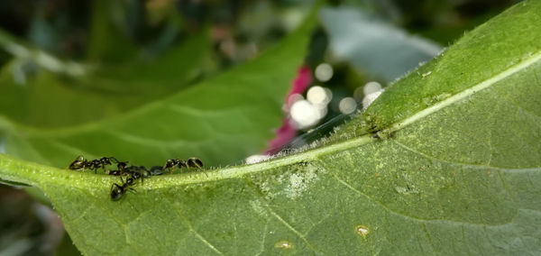 Close-up of insect on leaf