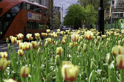 Tulips in the city