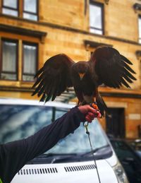 Full length of hand feeding bird