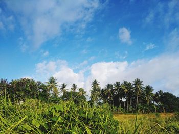 Scenic view of trees on field against sky