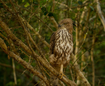 Close-up of eagle perching on tree