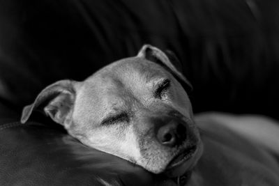 Close-up of dog lying down on bed at home