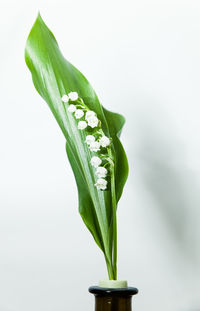 Close-up of plant against white background