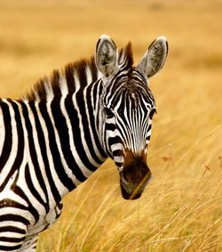 Zebra grazing on field