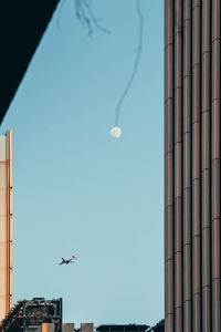 Low angle view of seagulls flying in sky