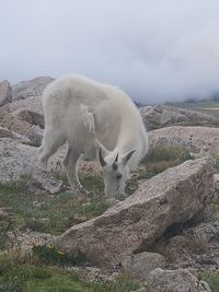 Sheep standing in a field