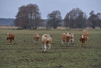 Horses grazing in a field