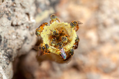 Close-up of bee pollinating on flower