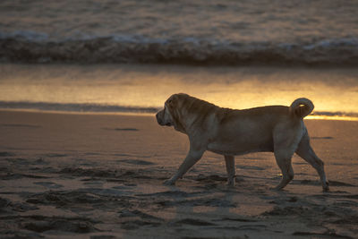 Side view of dog walking on beach