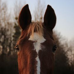 Close-up portrait of horse