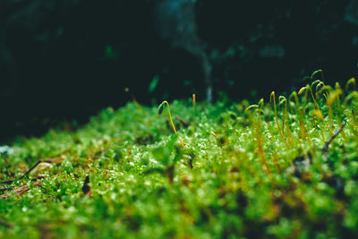 Close-up of dew drops on plants