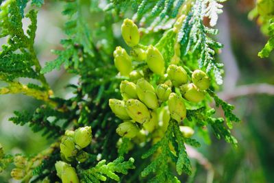 Close-up of green flowering plant