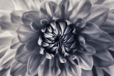 Close-up of dahlia