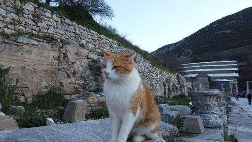 Cat sitting on a wall