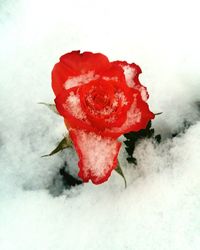 Close-up of red rose